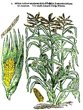 Corn or Turkey Wheat